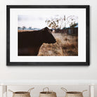 Cow by Pexels on GIANT ART - brown animals