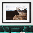 Cow by Pexels on GIANT ART - brown animals
