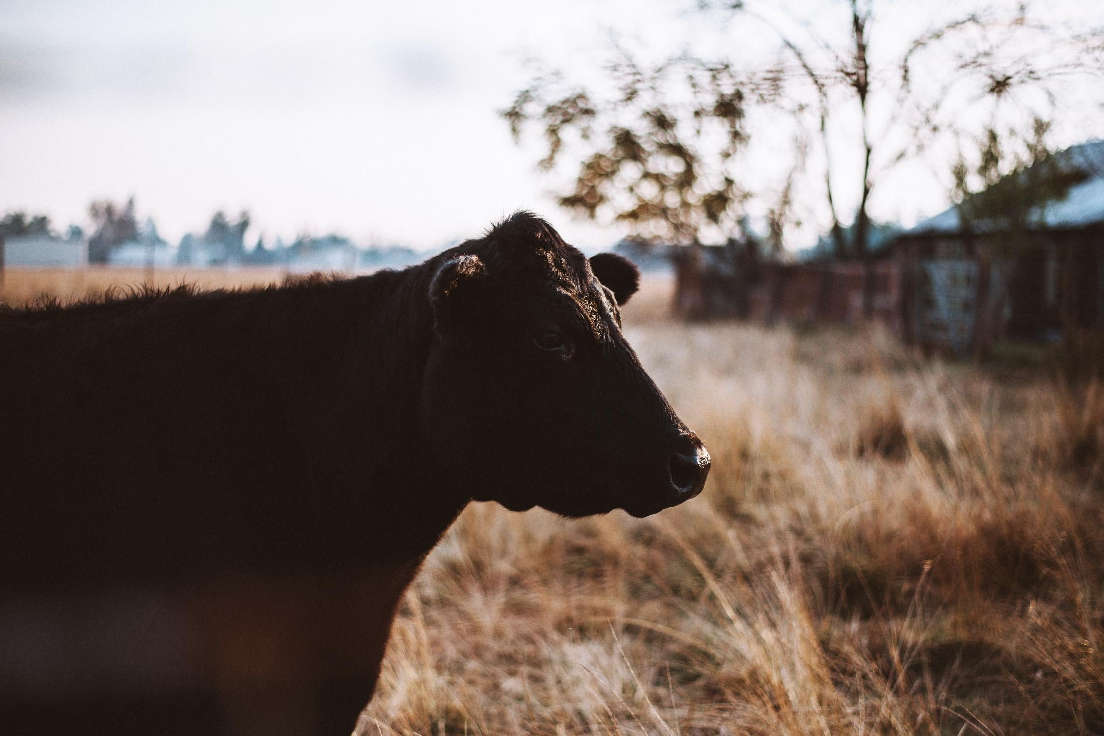 Vache par Pexels sur GIANT ART - animaux bruns