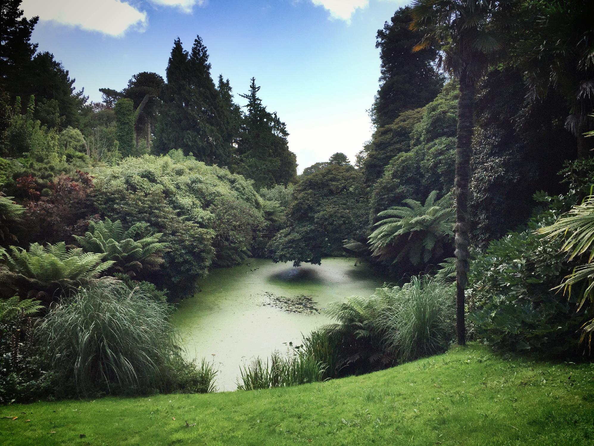 Swamp par Pexels sur GIANT ART - paysage noir